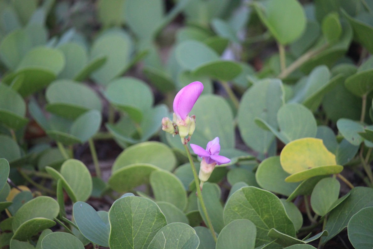 Canavalia rosea (Sw.) DC.